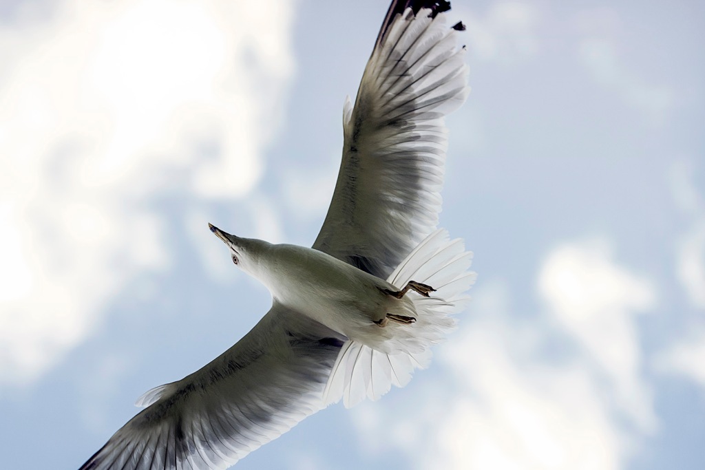 “He was not bone and feather but a perfect idea of freedom and flight, limited by nothing at all” Jonathan Livingston Seagull